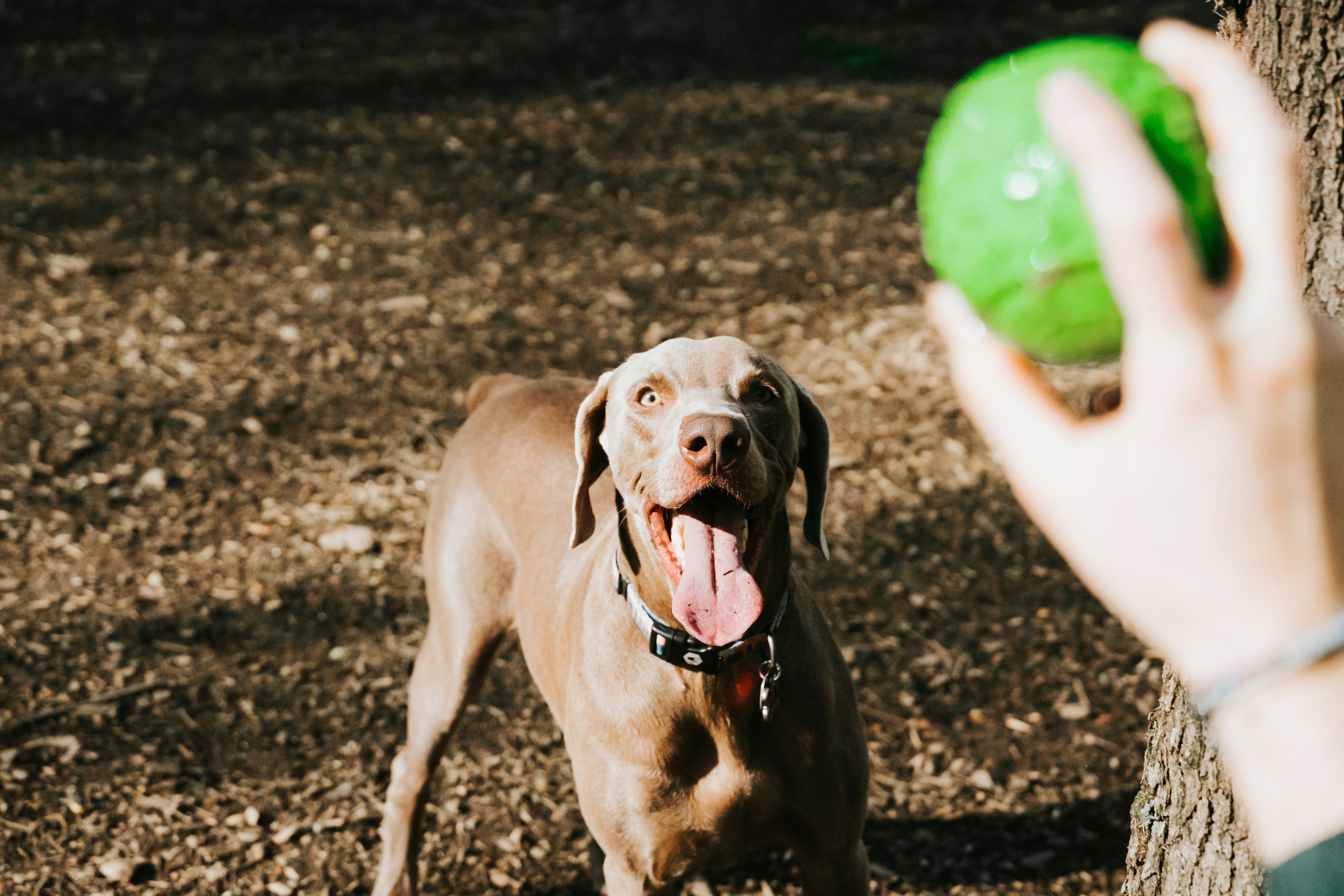 The Best Dog Parks in the Coachella Valley