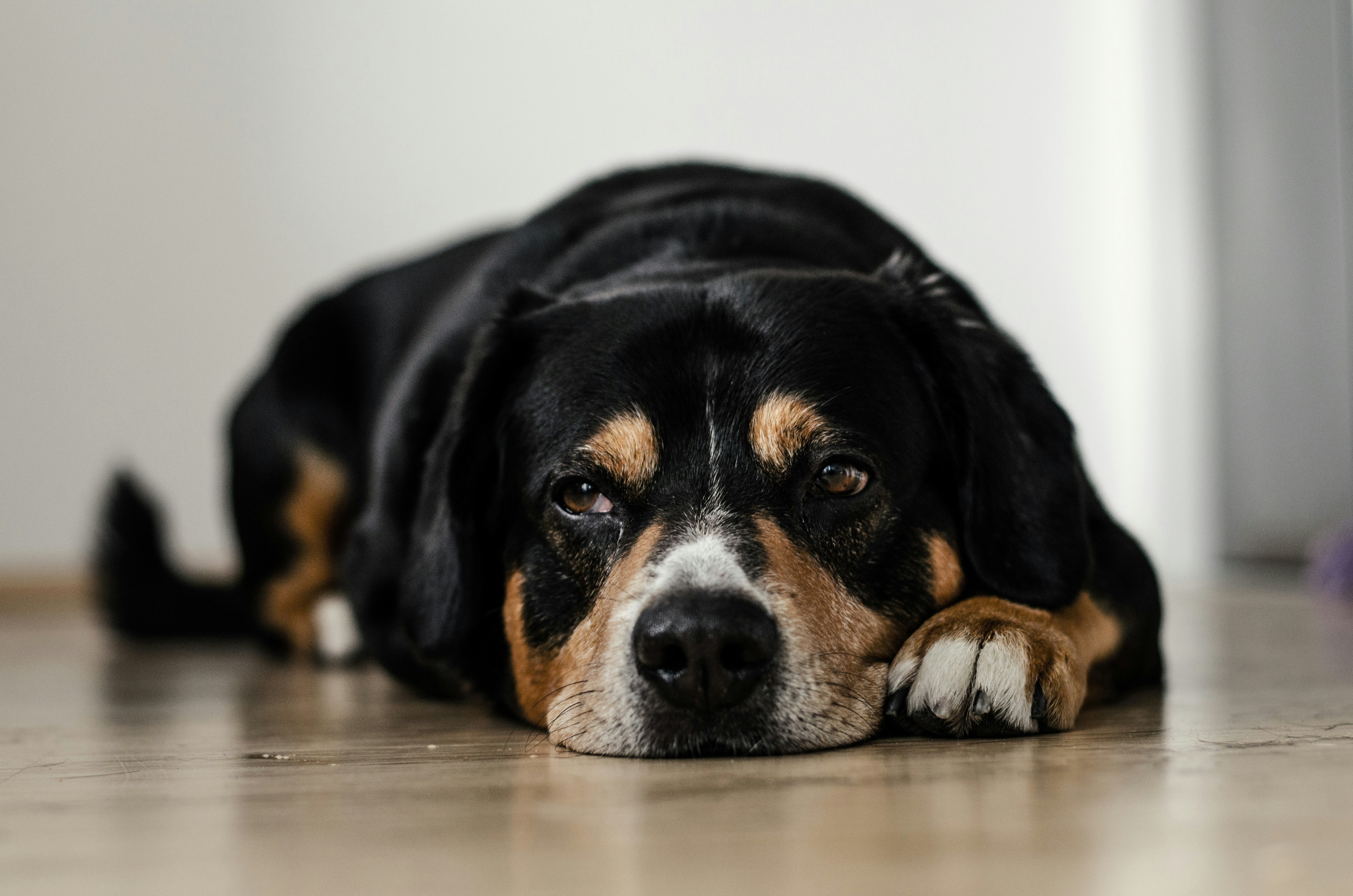 7 Signs Your Pet Needs an Emergency Vet Tonight