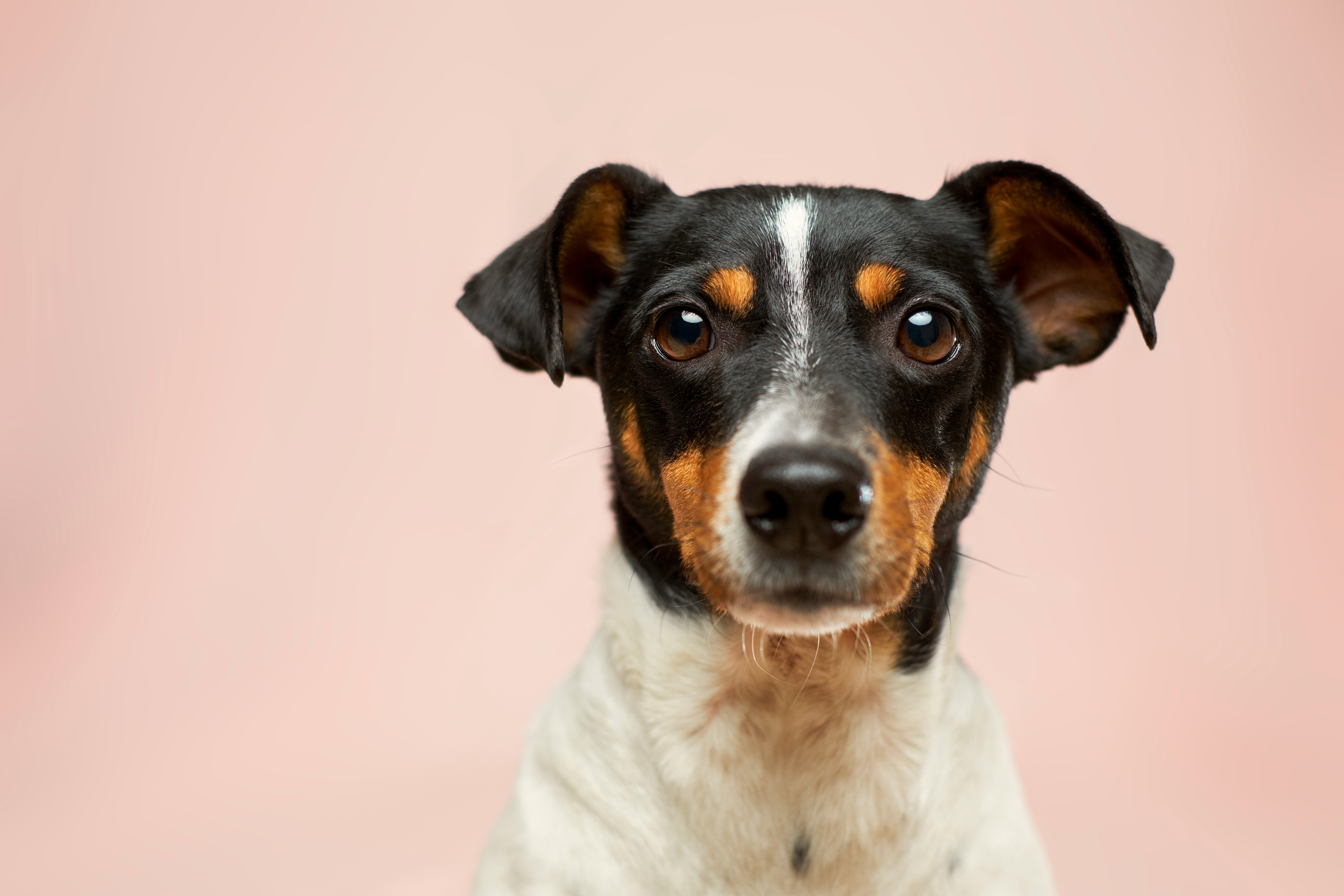 Howdershell Animal Clinic